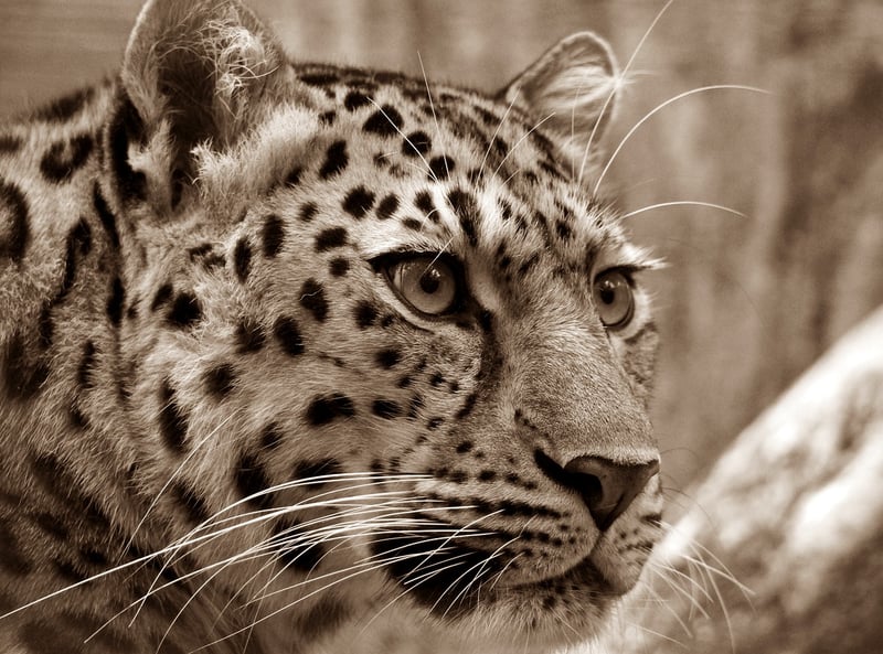 Leopard in the wild